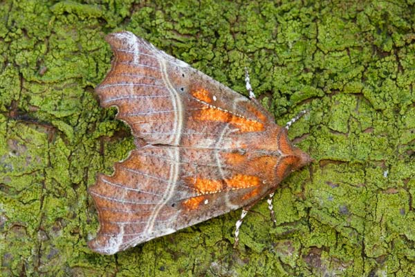 Szczerbówka ksieni (Scoliopteryx libatrix)