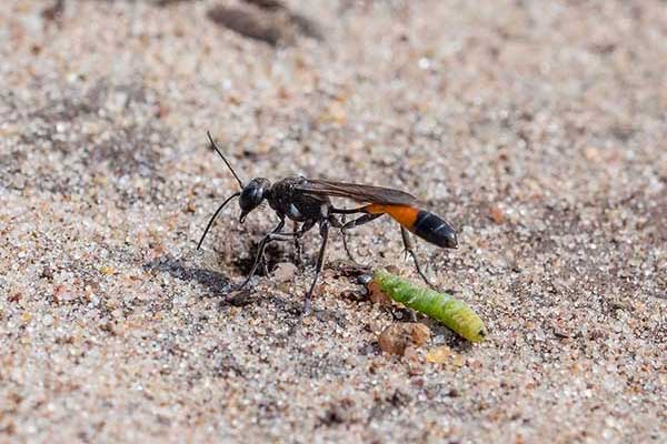 Szczerklina gąsienicówka (Ammophila pubescens)