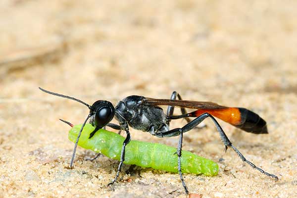 Szczerklina piaskowa (Ammophila sabulosa)