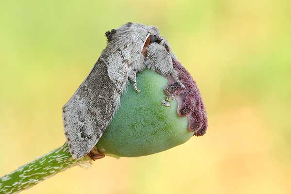 Szczotecznica szarawka (Calliteara pudibunda)