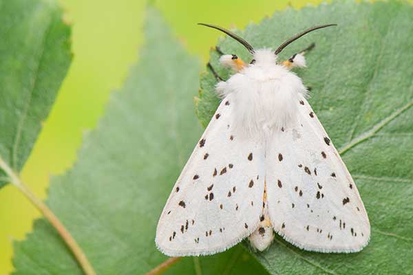 Szewnica miętówka (Spilosoma lubricipeda)