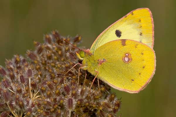 Szlaczkoń siarecznik (Colias hyale)