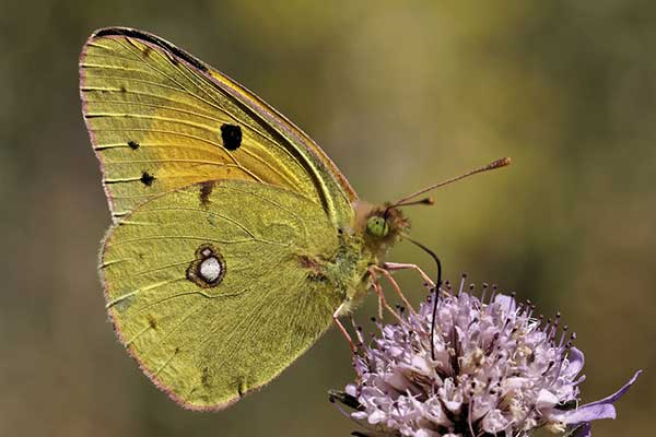 Szlaczkoń sylwetnik (Colias crocea)