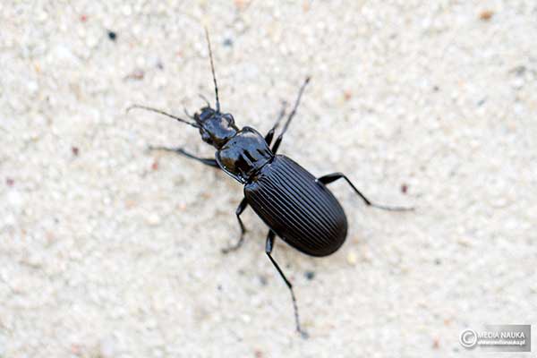 Szykoń (Pterostichus)