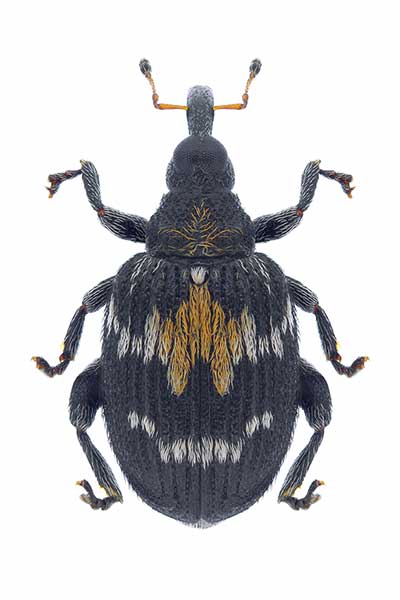 (Tachyerges salicis)