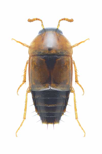  (Tachyporus nitidulus)