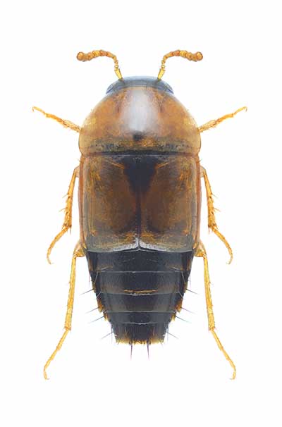 (Tachyporus nitidulus)