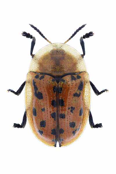 Tarczyk omanowiec (Cassida murraea)
