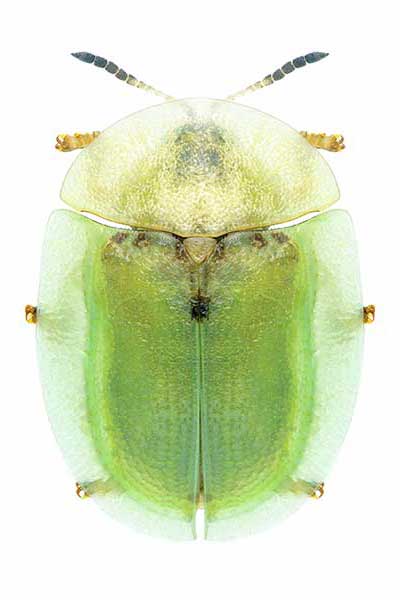 Tarczyk ostowy (Cassida rubiginosa)