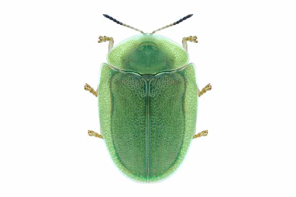 Tarczyk zielony (Cassida viridis)