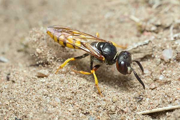 Taszczyn pszczeli (Philanthus triangulum)