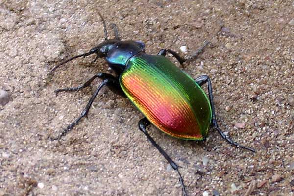 Tęcznik liszkarz (Calosoma sycophanta)