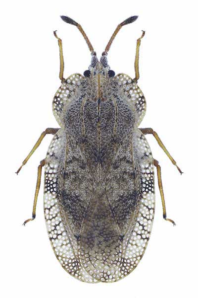(Tingis ampliata)
