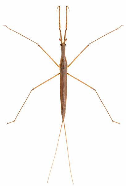 Topielica, topielnica (Ranatra linearis)