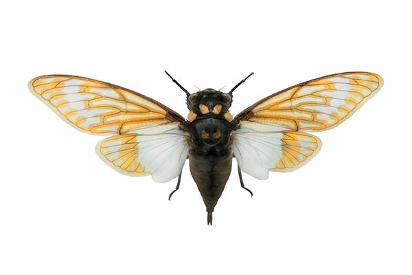 (Tosena splendida)