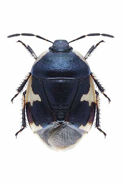 (Tritomegas sexmaculatus)