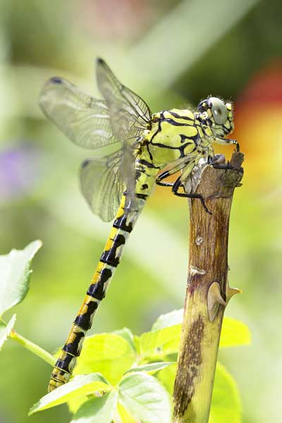 Trzepla zielona (Ophiogomphus cecilia)