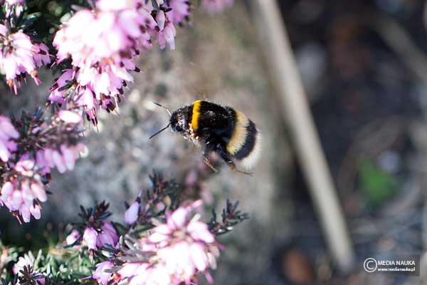 Trzmiel gajowy (Bombus lucorum)