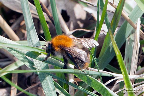 Trzmiel rudy (Bombus pascuorum, Bombus agrorum)