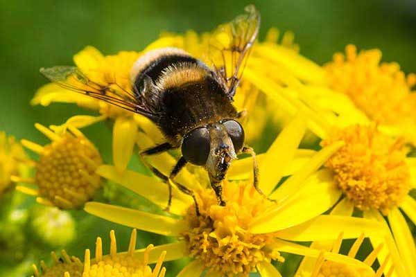 Trzmielówka łąkowa (Volucella bombylans)