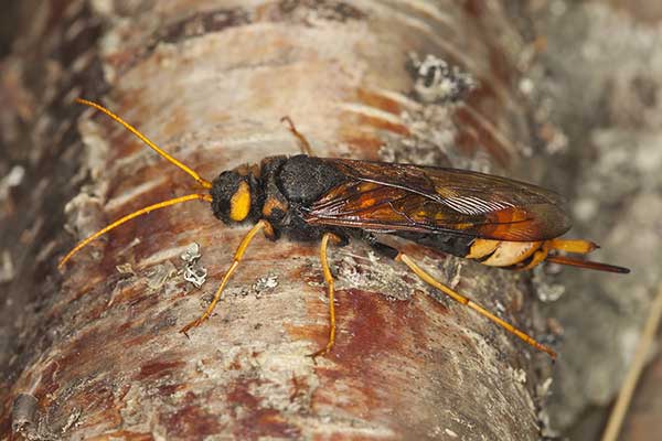 Trzpiennik olbrzym (Urocerus gigas)