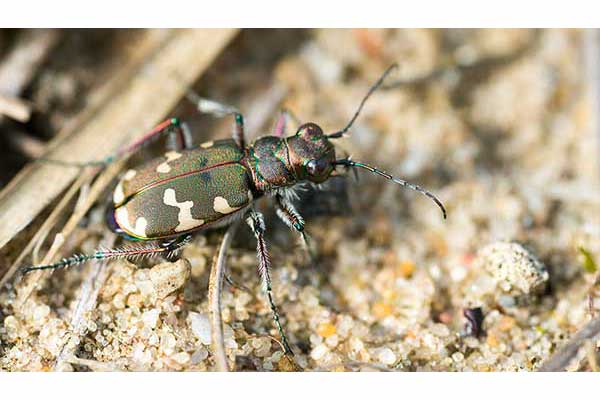 Trzyszcz piaskowy (Cicindela hybrida)