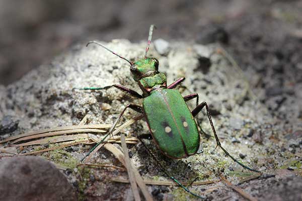 Trzyszcz polny (Cicindela campestris)