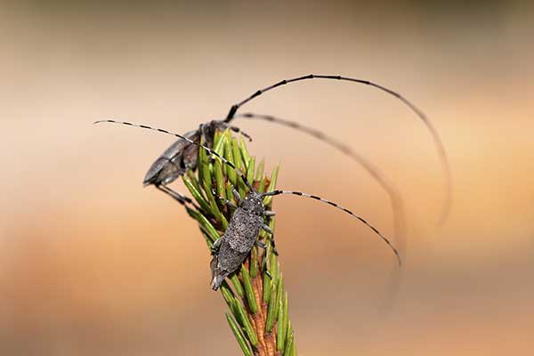 Tycz cieśla (Acanthocinus aedilis)