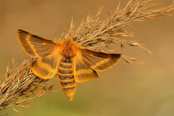 Ugorówka przelotnica (Lemonia dumi)