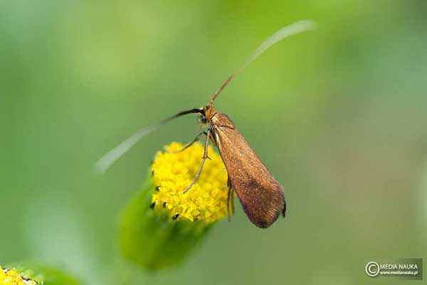 Wąsateczka lśniaczek (Nemophora metallica)