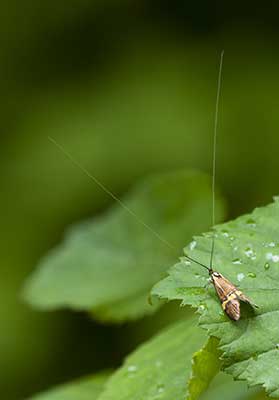 Wąsateczka zawilczaneczka  (Nemophora degeerella)