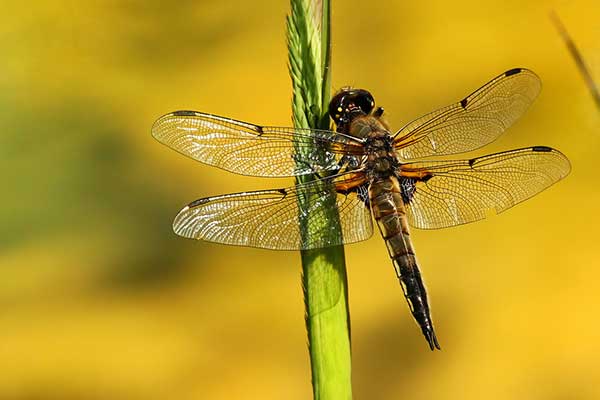 Ważka czteroplama (Libellula quadrimaculata)