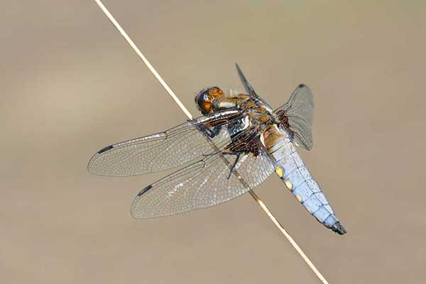 Ważka płaskobrzucha (Libellula depressa)