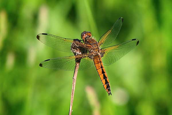 Ważka ruda (Libellula fulva)