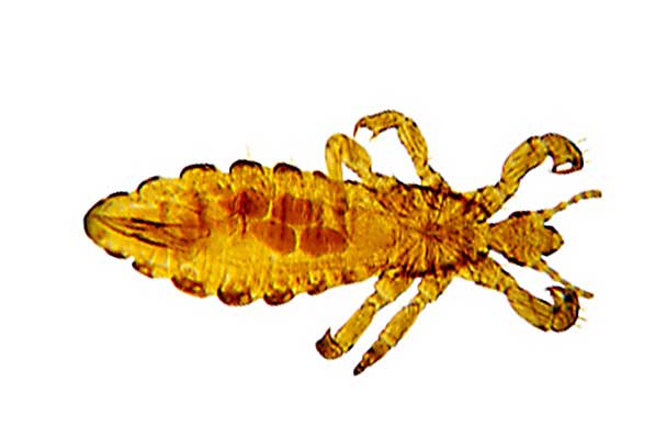 Wesz ludzka (Pediculus humanus)