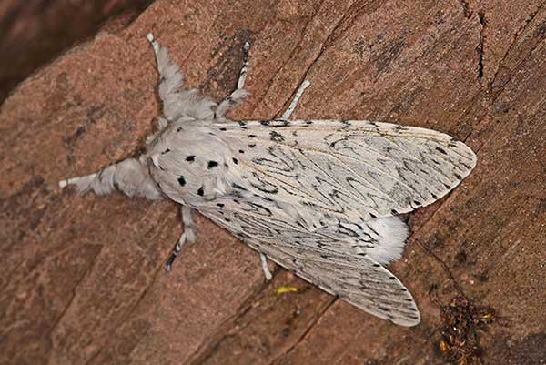 Widłogonka gronostajka (Cerura erminea)