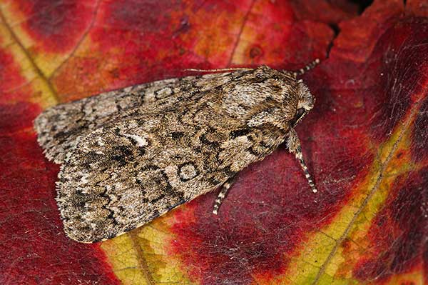 Wieczernica szczawiówka (Acronicta rumicis)