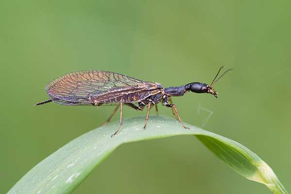 Wielbłądka pospolita (Phoeostigma notata)