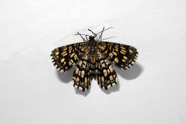 Witalnik nostrzak, bażantek nostrzak (Chiasmia clathrata)