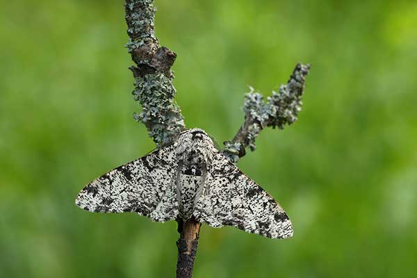 Włochacz nabrzoziak (Biston betularia)