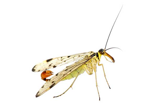 Wojsiłka pospolita (Panorpa communis)