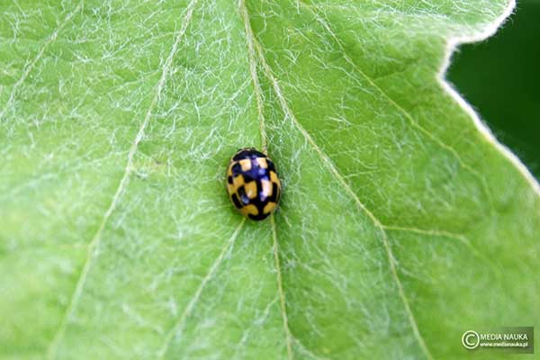 Wrzeciążka (Propylea quatuordecimpunctata)