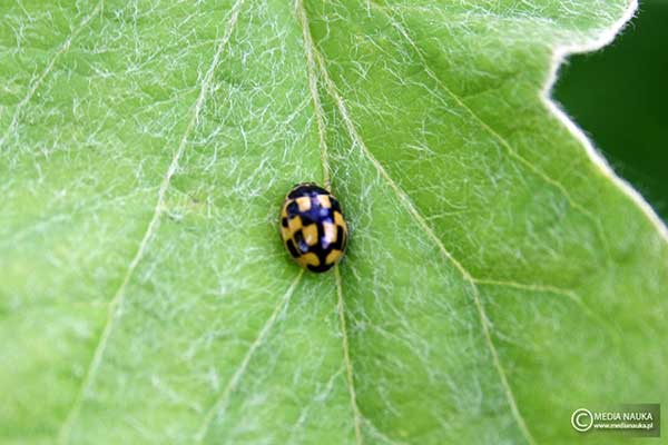 Wrzeciążka (Propylea quatuordecimpunctata)