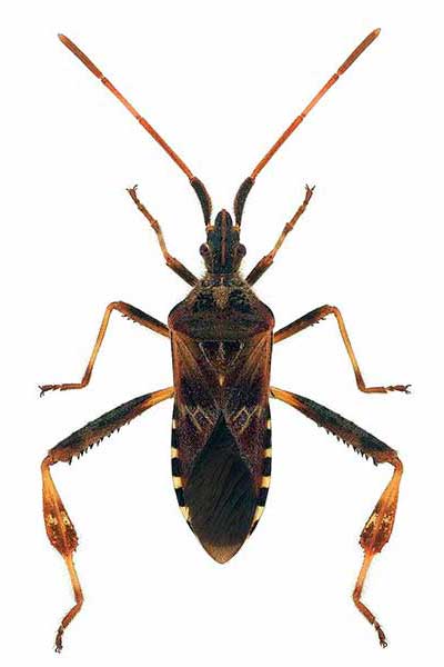 Wtyk północnoamerykański (Leptoglossus occidentalis)