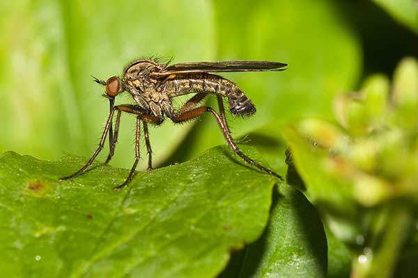 Wujek żółtaczek (Empis livida)