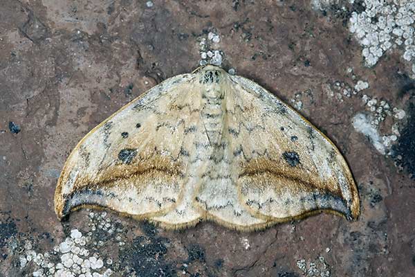 Wycinka sierpianka (Drepana falcataria)