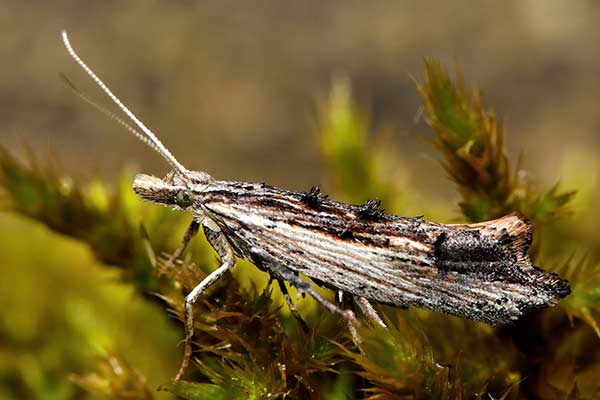 (Ypsolopha scabrella)