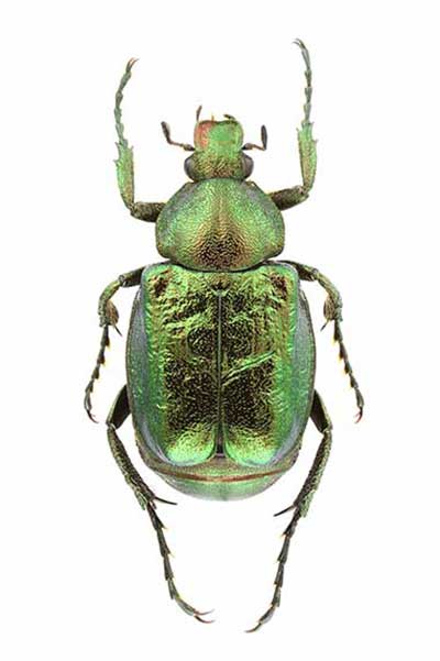 Zacnik (Gnorimus nobilis)