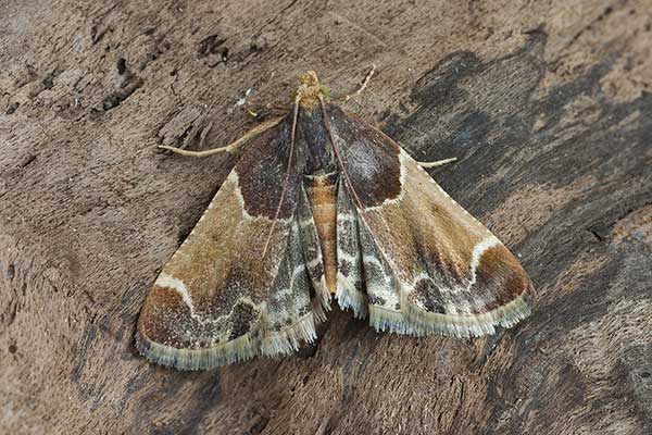 Zadarlica spiżarnianka (Pyralis farinalis)