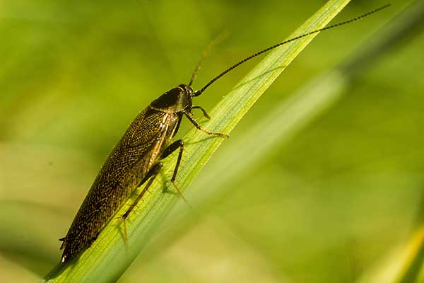 Zadomka leśna (Ectobius sylvestris)